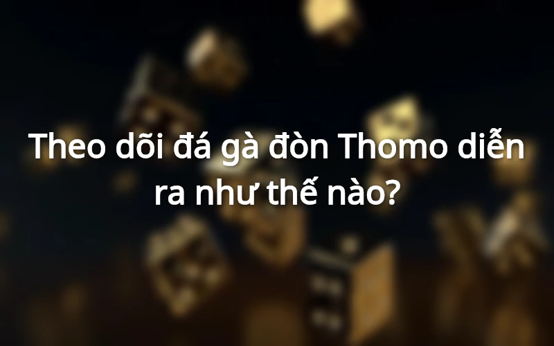 Loại hình đá gà đòn Thomo được tổ chức ra sao?