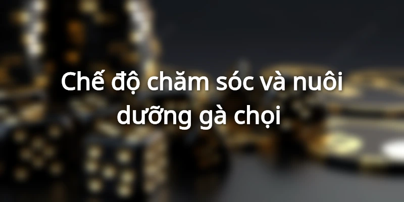 cham-soc-va-nuoi-duong-ga-choi-hang-ngay