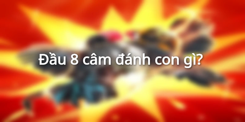 dau-8-cam-danh-con-gi