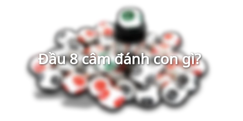 dit-8-cam-danh-con-gi